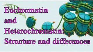 Euchromatin and Heterochromatin Structure and Differences I Chromatin I Constitutive I Facultative [upl. by Asenad]