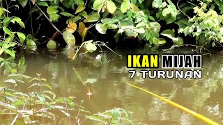 Gila Pemancing di bikin melotot oleh ikan² di rawa ini PR120 [upl. by Adias]