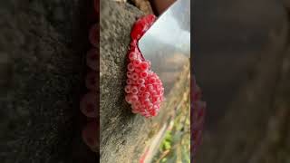 🍎Apple snail 🐌 eggs are dangerous snail satisfying oddlysatisfying hoofcare [upl. by Apurk]