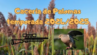 Aventura y cacería de palomas con rifle de PCP AVENGER‼️ [upl. by Tserrof]