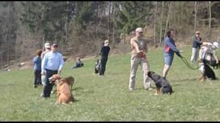 Ausbildung für Hund und Halter [upl. by Teddi]