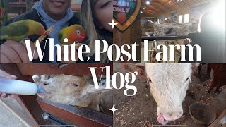 White Post Farm Vlog [upl. by Maurey]