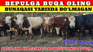 TEKINGA BUQA RASULJON AKA FERMASIGA 300 BOSH ANGUS SIMMENTAL LIMUZIN YANGI PARTIYA BUQALAR [upl. by Daeriam]