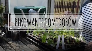 PIKOWANIE POMIDORÓW Jak pikować pomidory Czy warto pikować Uprawa pomidorów  wwwKasiain [upl. by Joab520]