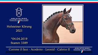 Holsteiner Körlot 2021  Nr 24 v Comme il faut  Acodetto  Leonid  Caletto II [upl. by Nan]