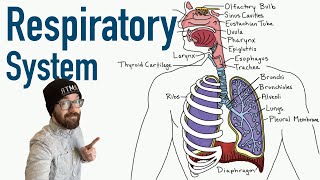 Respiratory System  Structure and Function [upl. by Annaehr]