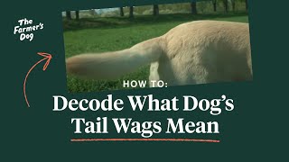 How to Read a Dogs Tail Wags [upl. by Renba]