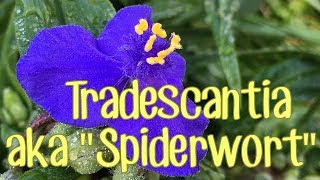 Spiderwort  Not Just Another Pretty Wildflower [upl. by Yrtneg944]