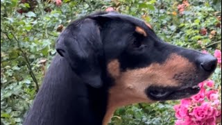 Morning walks Sila in Berlin dobermanpinscher doglife [upl. by Naivaf]