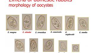 protozoa Apicomplexa 1 Eimeria 1 [upl. by Jillana624]