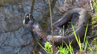 Water Snake Finds Catches amp Eats Bullfrog [upl. by Merrick401]