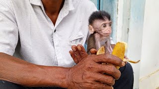 Monkey Raja  Look at the way he eats really adorable isnt it [upl. by Ahsekar]