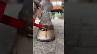 Hoof oil ytshort hoofing equestrian horsetherapy fyp foryou [upl. by Medorra]