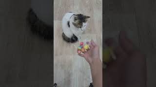 Cat Satisfying Video ASMR 186 [upl. by Leira600]