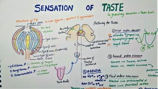 Sensation Of Taste  Taste Pathway  Physiology [upl. by Hsiekal]