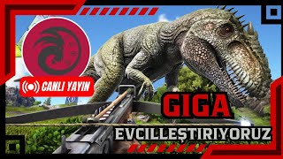 ARK MOBİLE GİGANOTOSAURUS EVCİLLEŞTİRME [upl. by Elvera624]