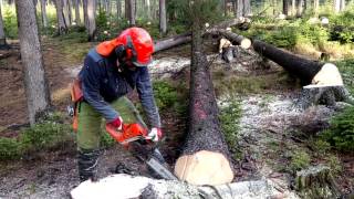 Garden and Forest  Felling trees chainsaw Husqvarna 562 XP [upl. by Zilla]