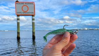 Epic Surprise Brackish Water Grouper Smokes this Swimbait and Pompano River Fishing [upl. by Maccarthy]