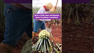 Pulque isnt nearly as popular as tequila or Mezcal due to false rumors alcohol mexico [upl. by Almira]