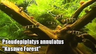 Pseudepiplatys annulatus quotKasawe Forestquot [upl. by Nalrah]