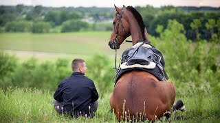 The Funniest Moments With Horses [upl. by Youlton]