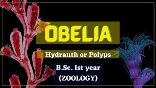 Obelia part1  Hydranth or Polyps in Hindi  Coelenterata [upl. by Norton]