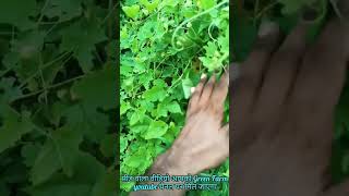 Kantola ki kheti  कंटोला का बीज कहां मिलेगा  greenfarm shortsfeed shorts trendingreels viral [upl. by Chloe]