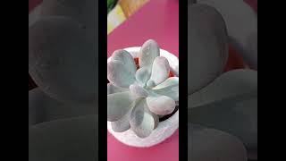 Pachyphytum oviferum💗suculentas suculentaslove plantas jardin garden viralreels sorths [upl. by Henryetta]