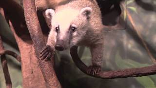 Curious Mountain Coati at Central Park [upl. by Benji]