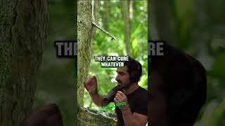 Ancient Amazonian Fishing Techniques amp Natural Medicine  Paul Rosolie amp Joe Rogan jre shorts [upl. by Aiak]