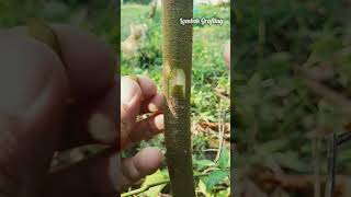 Budding example budding grafting shortfeed youtubeshorts fypシ゚viral treeplant sambungpucuk [upl. by Ecirbaf391]