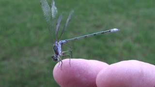 Spreadwing Damselfly Lestidae Lestes on Finger [upl. by Roxanne]