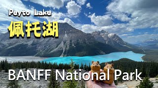 【冰原大道Icefields Parkway VLOG  Mistaya Canyon、Waterfowl Lake Viewpoint、佩托湖 Peyto Lake、弓湖 Bow Lake】 [upl. by Omle]