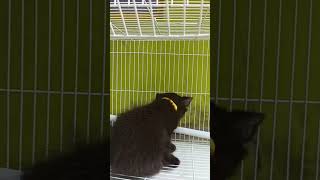 Ada anggota baru di rumah hijau ku  di kasih kucing gratis shortvideo [upl. by Neelrahs454]