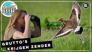 Gruttos krijgen zender  TV  Vroege Vogels [upl. by Rotman247]