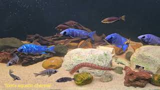 Mastacembelus Sp amp Placidochromis phenochilus tanzania amp Friends  Toms aquatic channel [upl. by Agna]