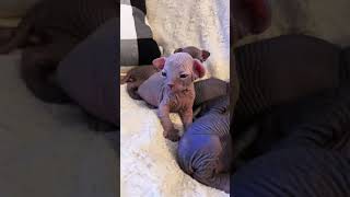 Cute Sphynx Kitten  Adorable Hairless Kitten [upl. by Wehhtam]