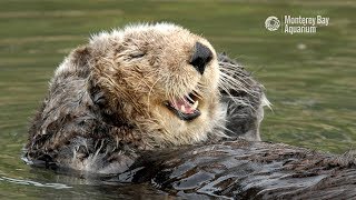 Sea Otters Gardeners of the Kelp and Eelgrass [upl. by Keen]