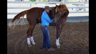 Dan Steers  Introduction to Long Reining  Part 1 [upl. by Arihs]