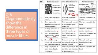 Diagrammatically show the difference in three types of muscle fibres [upl. by Yemirej]