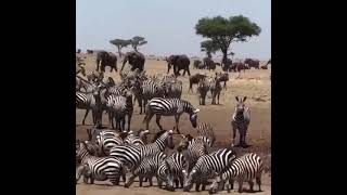 Herds of Elephants Zebras and Wildebeest at one place [upl. by Tuppeny]