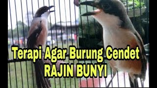 Terapi Cara Agar Burung Cendet Rajin Bunyi [upl. by Brendan877]