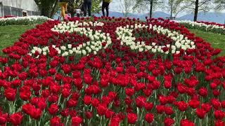 Tulips festival Morges Switzerland tulips morges 50th birthday and tulips cakes style [upl. by Illib]