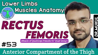 Rectus FemorisQuadriceps MusclesLower Limbs Muscles AnatomyPart 53In Hindi [upl. by Galasyn829]