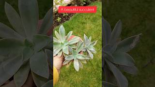 Echeveria plantsucculent plants gardening youtubeshorts short [upl. by Pansir453]