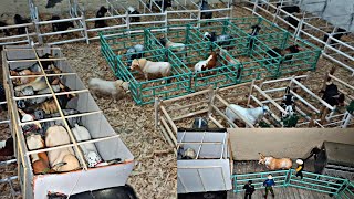 Descargando los toros para la gira 2024 Rancho Nuevo Mini jaripeo [upl. by Israel441]