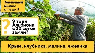 Крым Клубника малина и ежевика в Крыму  как выращивают ягоду крымские фермеры [upl. by Brigitte755]