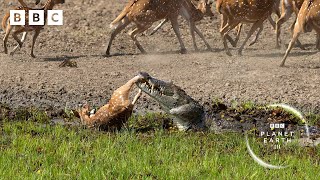 Crocodile attack at the watering hole 🐊  Planet Earth III  BBC [upl. by Cinom]