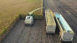 Malecha Dairys Corn Silage [upl. by Butterworth]