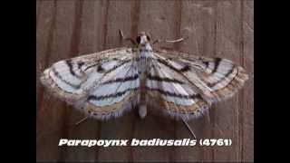 Part 6 Common Aquatic Crambid and Pyraustine Moths Family Crambidae [upl. by Adeirf]